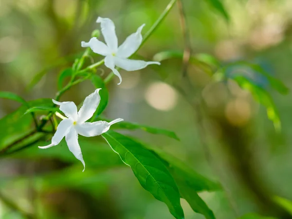 Pinwheel Jasmine, Crepe jasmin, Crapsjasmin, vit liten flo — Stockfoto