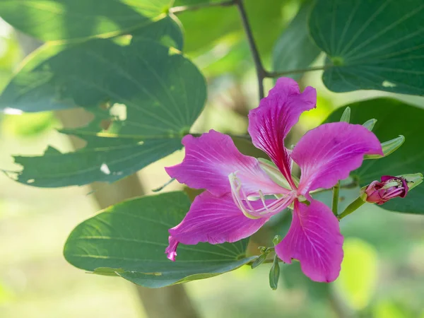 Rosa Bauhinia Blomma Blommar Vanligen Kallad Hong Kong Orkidé Träd — Stockfoto