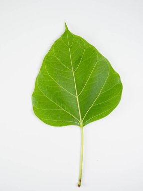 İzole edilmiş beyaz yeşil yaprak üzerinde yakın plan yapraklar,