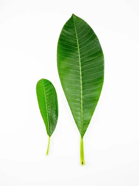 Листья Крупным Планом Белом Изолированном Зеленом Листе — стоковое фото