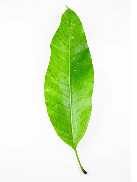 Крупним Планом Листя Білому Ізольованому Зеленому Листі — стокове фото