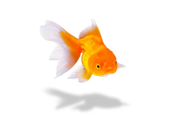 Goldfish Fundo Branco Bela Peixinho Dourado — Fotografia de Stock