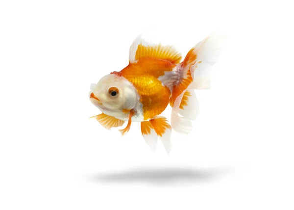 Goldfish Fundo Branco Bela Peixinho Dourado — Fotografia de Stock