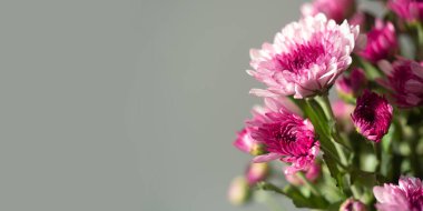 Çok katmanlı taç yapraklı çiçekler, kasımpatı pembe çiçek. Yakından bir çiçek. Doğa. Geçmişi. Çiçek açıyor. 