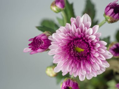 Çok katmanlı taç yapraklı çiçekler, kasımpatı pembe çiçek. Yakından bir çiçek. Doğa. Geçmişi. Çiçek açıyor. 