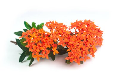 Rubiaceae çiçeği beyaz arkaplanda izole edilir. Bahçede Ixora kaksinea çiçeği açıyor. Kırmızı mızrak çiçeği. kırmızı çiçekler