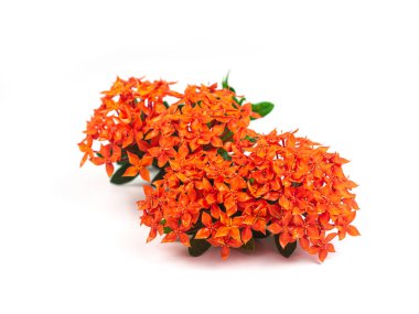 Rubiaceae çiçeği beyaz arkaplanda izole edilir. Bahçede Ixora kaksinea çiçeği açıyor. Kırmızı mızrak çiçeği. kırmızı çiçekler