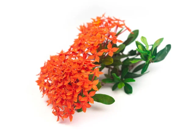 Izolat Kwiatu Rubiaceae Białym Tle Kwiat Ixora Coccinea Kwitnie Ogrodzie — Zdjęcie stockowe