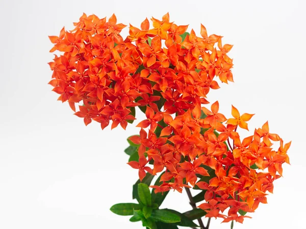 Rubiaceae Blomma Isolat Vit Bakgrund Ixora Coccinea Blomma Trädgård Röd Stockbild