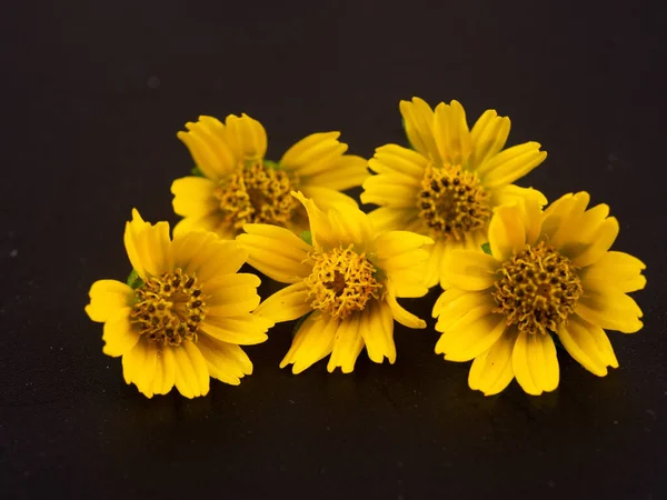 Sphagneticola Trilobata Close Small Yellow Flower Isolated Black Background Creeping Royalty Free Stock Photos