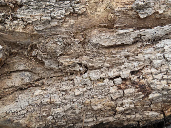 Φόντο Υφής Φλοιού Δέντρων Υφή Ξύλινο Φόντο — Φωτογραφία Αρχείου