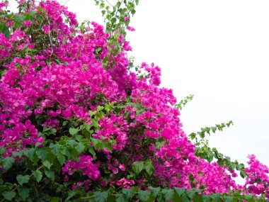 Pembe bougainvillea çiçeği, Bougainvillea dikenli bir asmadır.