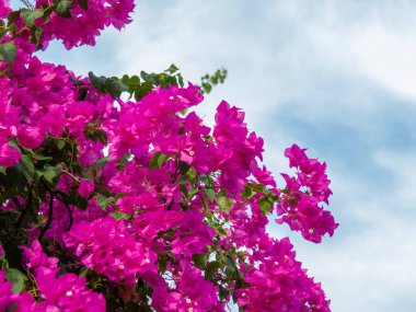Pembe bougainvillea çiçeği, Bougainvillea dikenli bir asmadır.