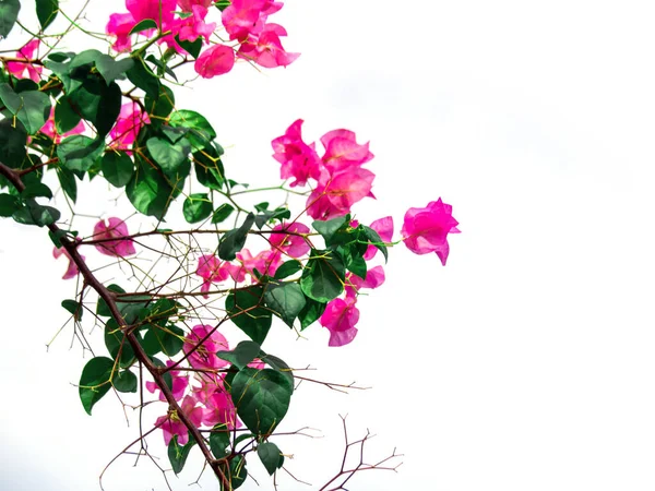 Pembe Bougainvillea Çiçeği Bougainvillea Dikenli Bir Asmadır Stok Fotoğraf