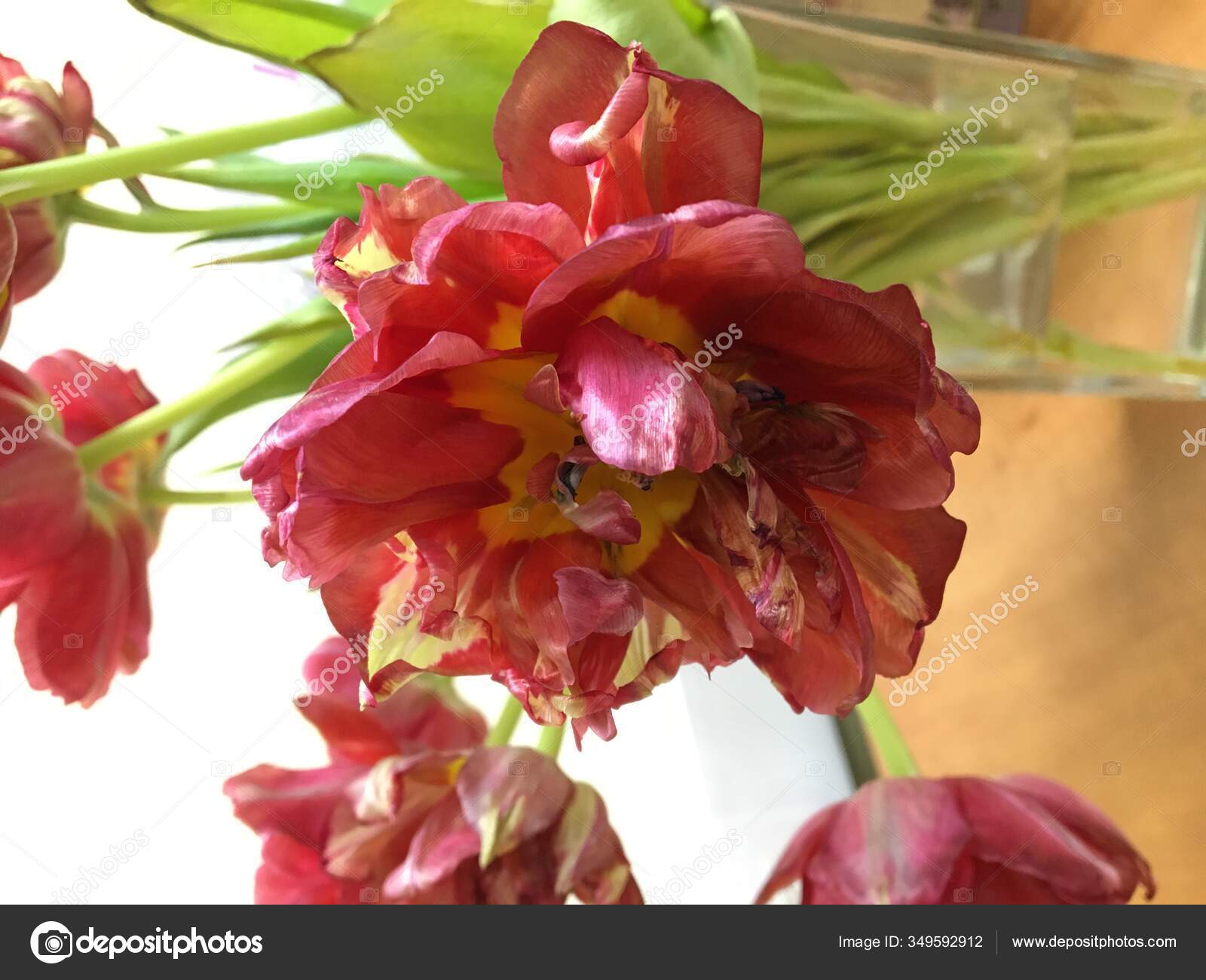 Dead tulips Stock Photos, Royalty Free Dead tulips Images