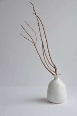 Beyaz arkaplanda beyaz bir vazoda yapraksız kuru dal