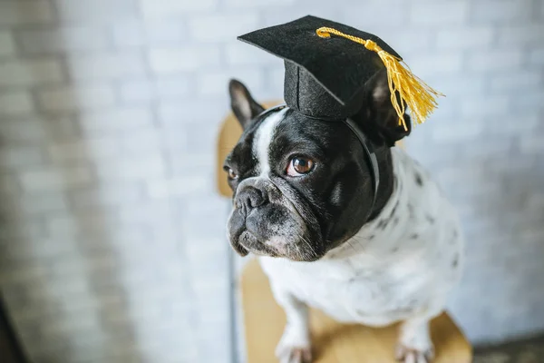 Portrait of dog with student cap