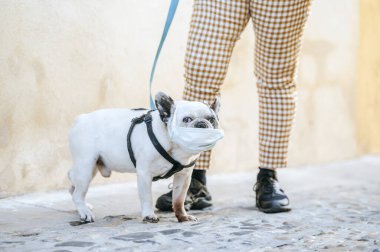 Sokakta koruyucu maskeli bir köpek