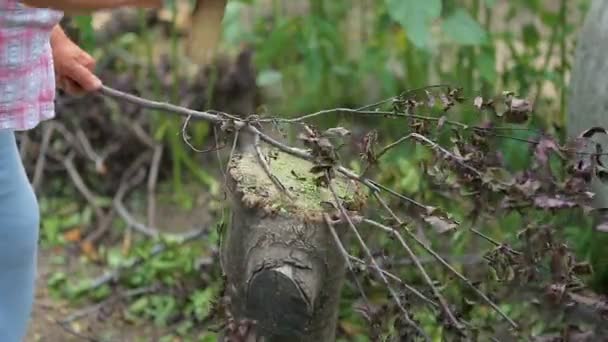 Nő darabok ax egy ága a kertben. — Stock videók