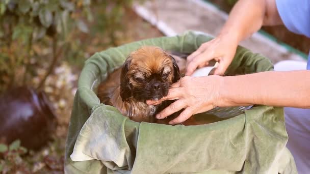 Собака порода Пекінес Приймаючи ванну — стокове відео