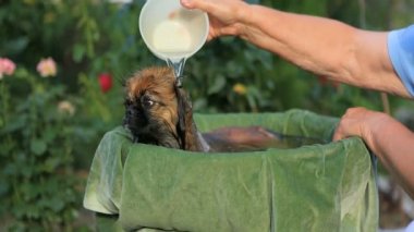 Fino alarak banyo köpek doğurmak