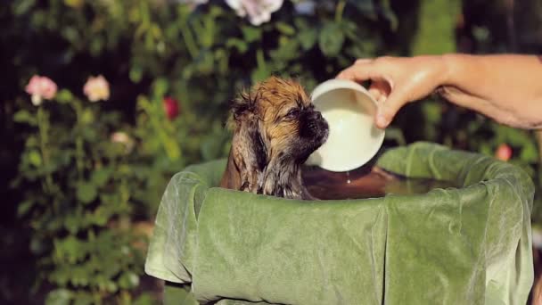 Породы собак Пекинес Принимают ванну — стоковое видео