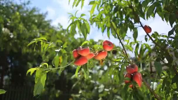Персикові фрукти, що звисають на персиковому дереві — стокове відео