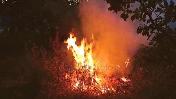 Perigo de incêndio florestal — Vídeo de Stock