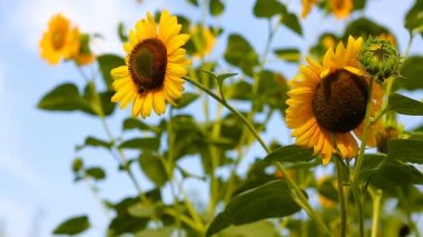 Ayçiçeği batımında rüzgarlı havalarda tam Bloom. Yaban-arısı ayçiçeği üzerinde çalışma.