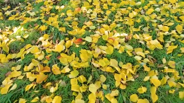 Yellow  fallen leaves on Green Lawn — Stock Video