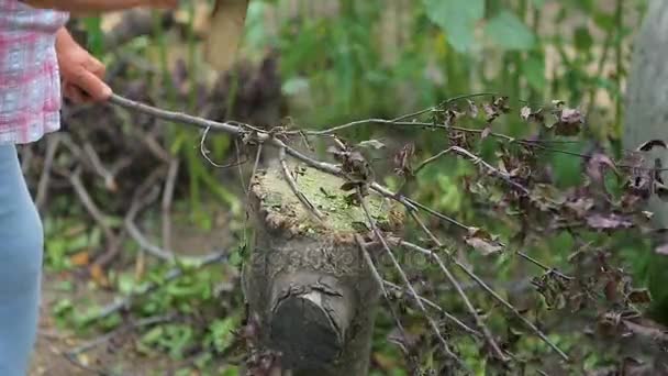 Жінка вирізає сокиру гілкою в саду . — стокове відео