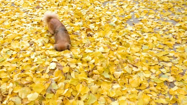 Очаровательная собака породы Пекинес — стоковое видео