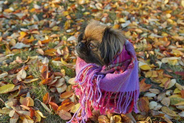 Pekingský plemenný pes na podzim slunečný den — Stock fotografie