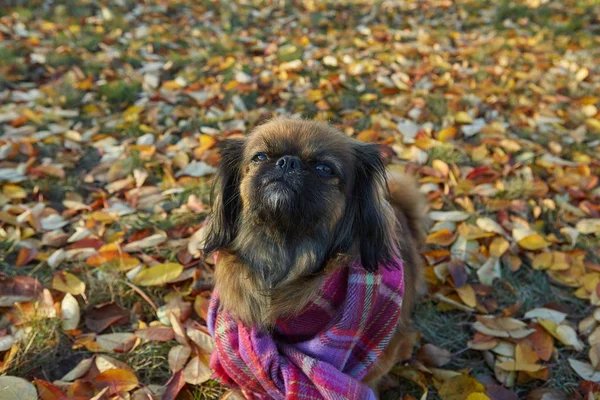 Pekingese raça cão no outono dia ensolarado — Fotografia de Stock