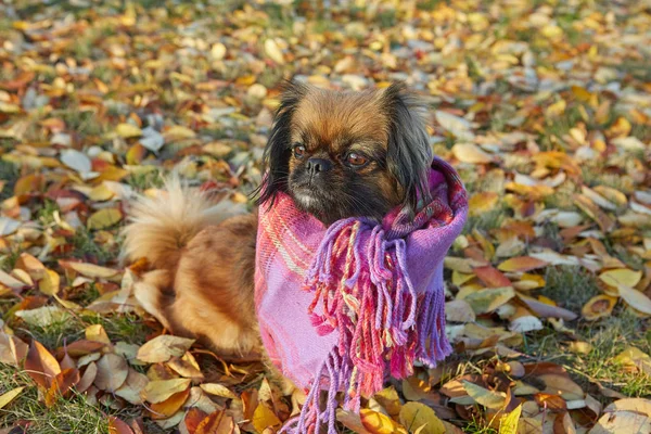 Pekingese raça cão no outono dia ensolarado — Fotografia de Stock