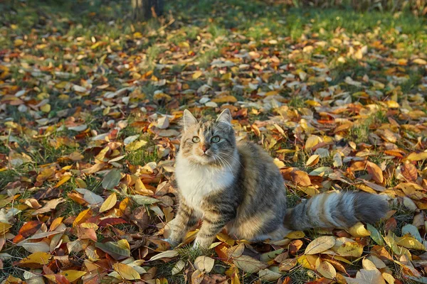 Chat en automne journée ensoleillée — Photo