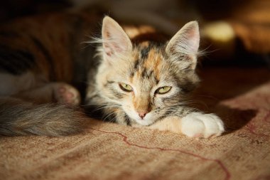 Tembel kedi kanepede uyuyor..