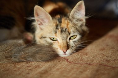 Tembel kedi kanepede uyuyor..