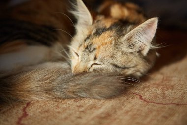 Tembel kedi kanepede uyuyor..