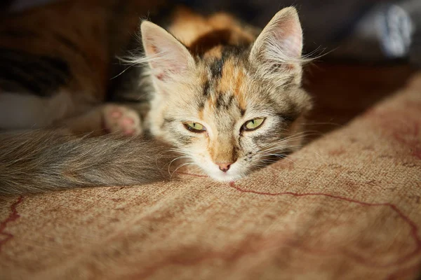 Gato preguiçoso dorme no sofá . — Fotografia de Stock