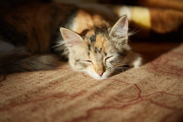 Chat paresseux dort sur le canapé . — Photo