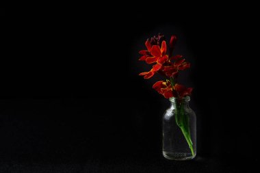 Siyah arkaplanda cam vazoda tek bir çiçek
