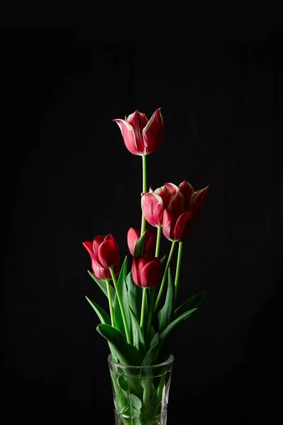 Tulipes Rouges Dans Vase Verre Sur Fond Noir — Photo
