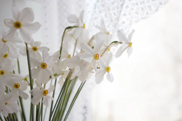 Fleurs Beaucoup Narcisses Blanches Sur Fenêtre — Photo