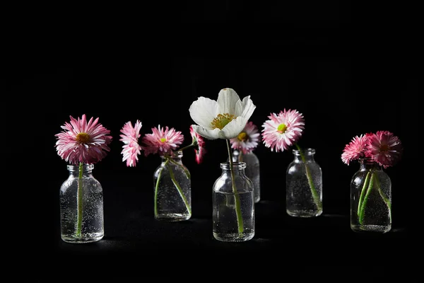 Siyah Arkaplanda Cam Vazolarda Çiçekler — Stok fotoğraf