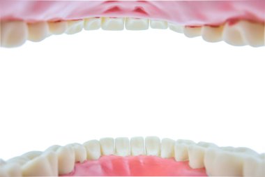 beyaz arka plan üzerinde diş modeli nesne