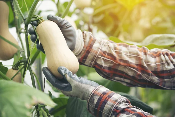 Tenuta in mano Butternut Squash, Butternut Squash in azienda biologica — Foto Stock