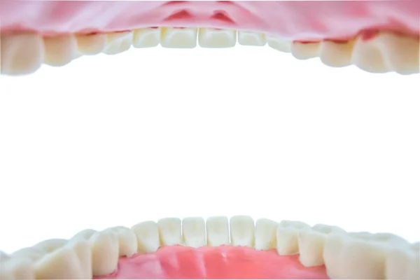 Modello dentale oggetto su sfondo bianco — Foto Stock