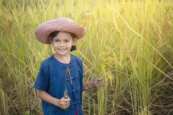 Feliz chica asiática agricultora cosechando arroz en campo de arroz amarillo — Foto de Stock