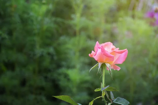 Κόκκινο Τριαντάφυλλο Λουλούδι Πράσινο Φόντο Στον Κήπο Τριαντάφυλλα — Φωτογραφία Αρχείου